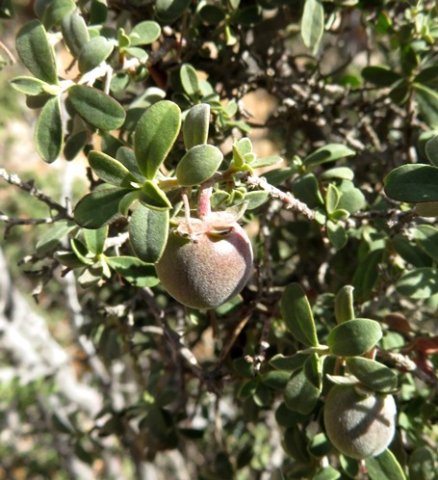 Diospyros ramulosa fruit