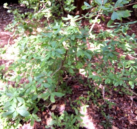 Diospyros simii 
