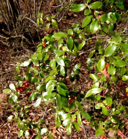 Diospyros whyteana bearing brown bladdernuts