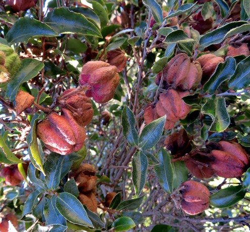 Diospyros