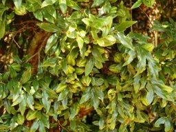 Diospyros whyteana