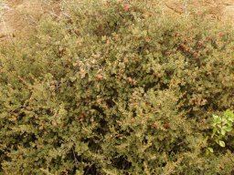 Diospyros austro-africana