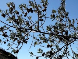 Diospyros austro-africana var. austro-africana silhouette