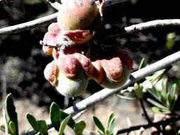 Diospyros austro-africana var. austro-africana calyx