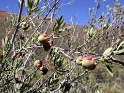 Diospyros austro-africana var. austro-africana