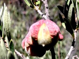 Diospyros austro-africana var. austro-africana leaf midrib