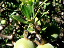 Diospyros dichrophylla fruit