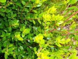 Diospyros glabra
