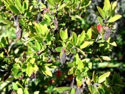 Diospyros glabra retaining leftovers