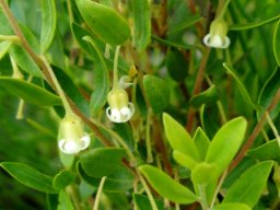 Diospyros glabra flowers