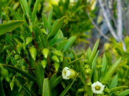 Diospyros glabra buds