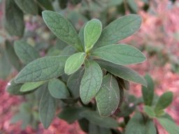 Diospyros lycioides subsp. guerkei leaves