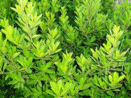 Diospyros lycioides subsp. guerkei