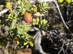 Diospyros lycioides subsp. sericea