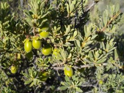 Diospyros lycioides subsp. sericea