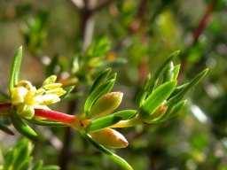 Diospyros species stem-tip