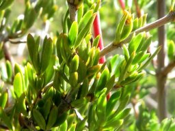 Diospyros species leaves