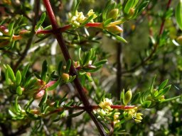 Diospyros species branches