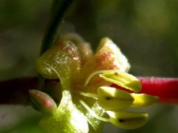 Diospyros species flower