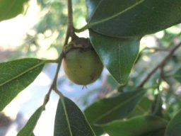Diospyros mespiliformis leaves