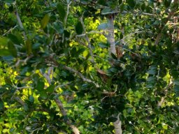 Diospyros natalensis
