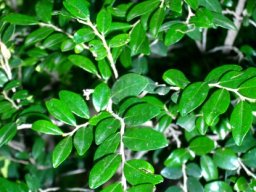 Diospyros natalensis leaves