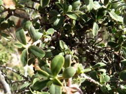 Diospyros ramulosa