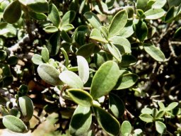 Diospyros ramulosa leaves
