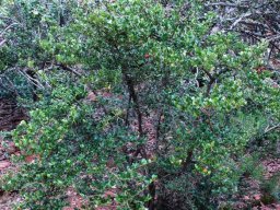 Diospyros rotundifolia