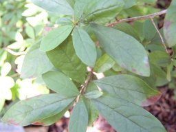 Diospyros simii leaves