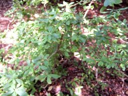 Diospyros simii 