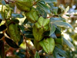 Diospyros whyteana fruit