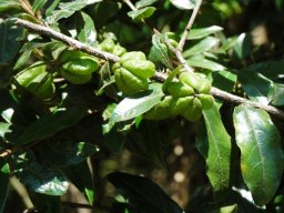 Diospyros whyteana green bladder fruits