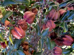 Diospyros