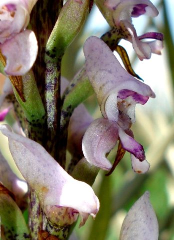 Disa aconitoides subsp. aconitoides flowers angled