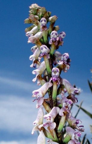 Disa aconitoides subsp. aconitoides
