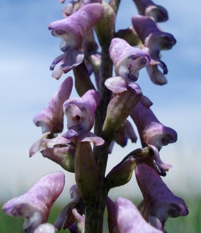 Disa aconitoides subsp. aconitoides part of inflorescence