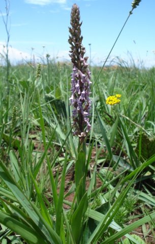 Disa aconitoides subsp. aconitoides leaves