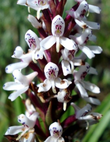 Disa alticola flowers