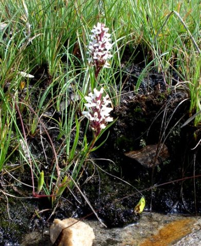 Disa alticola