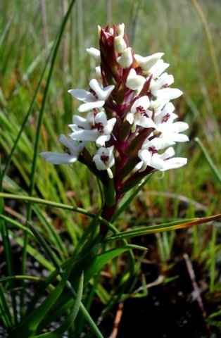 Disa alticola leaves up the stem