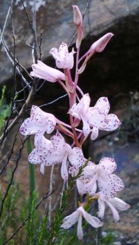 Disa amoena