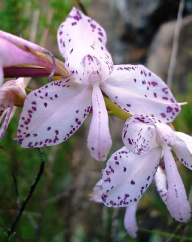 Disa amoena flower