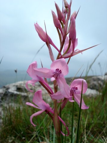 Disa amoena pink flowers