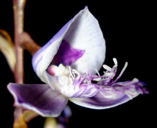 Disa baurii purple