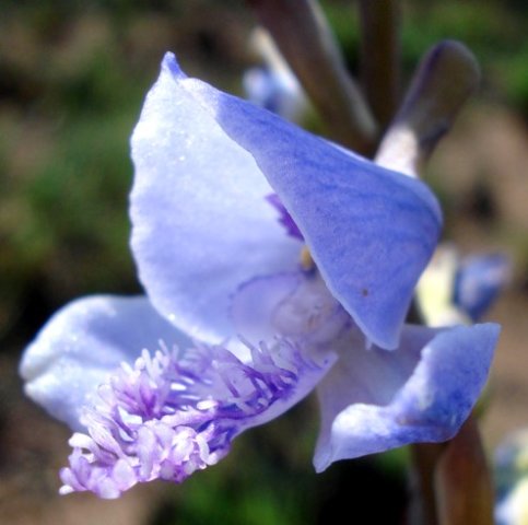 Disa baurii blue