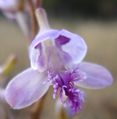 Disa baurii pale lilac