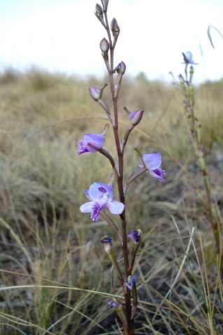 Disa baurii