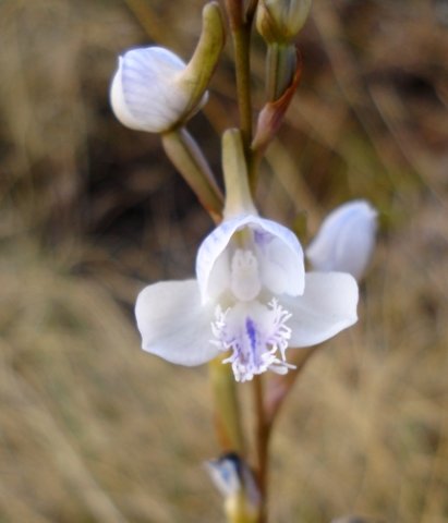 Disa baurii white