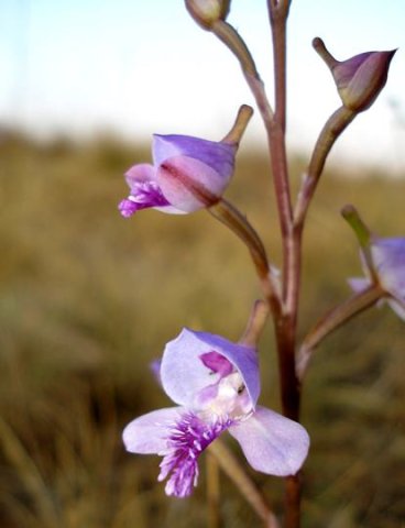 Disa
